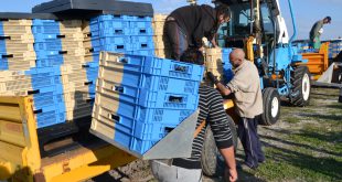 Stacked bi colour crates being used for grape picking